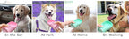 Leak-Proof Portable Dog Water Bottle